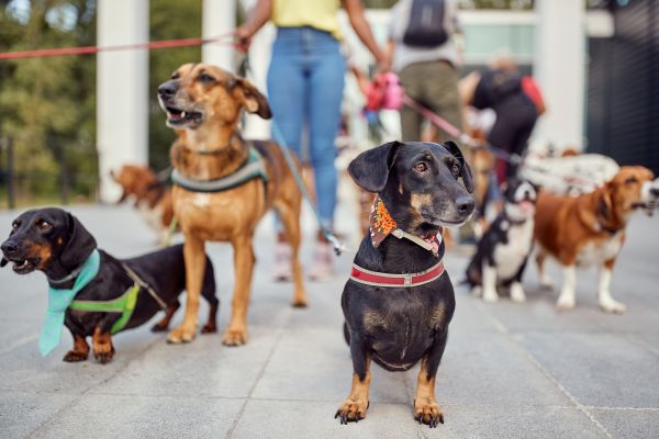 Lynchburg Pets