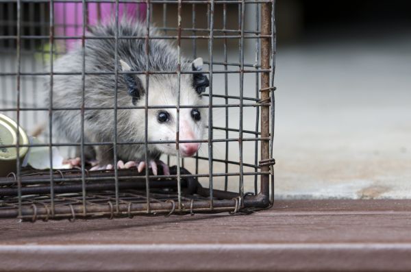 Lynchburg Wildlife Removal