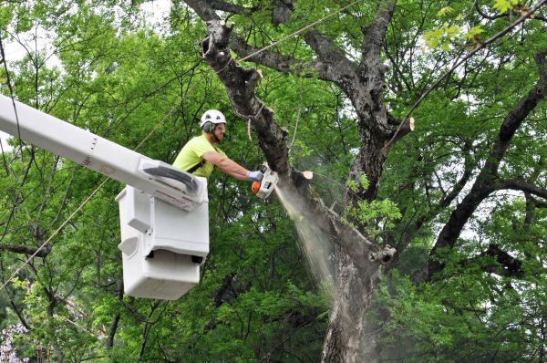 Lynchburg Tree Trimming