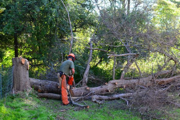 Lynchburg Tree Removal